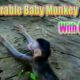 Adorable Baby Monkey With His Playing | WildLife Animals