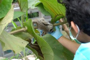 Adorable Baby Slow Loris Gets Rescued