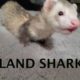 Adorable pet ferret playing