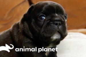 Adventurous French Bulldog Pups Can Get Up To All Sorts Of Mischief! | Too Cute!