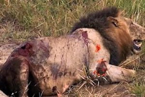 African Buffalo Kills Lion - Animal Fight to the death