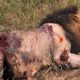 African Buffalo Kills Lion - Animal Fight to the death