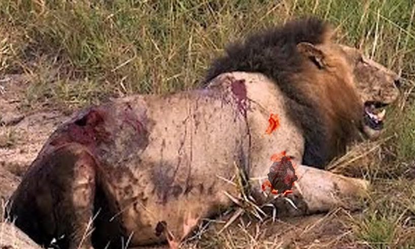 African Buffalo Kills Lion - Animal Fight to the death