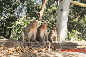 Afternoon Monkeys Activity | Monkey Wildlife Video