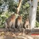 Afternoon Monkeys Activity | Monkey Wildlife Video