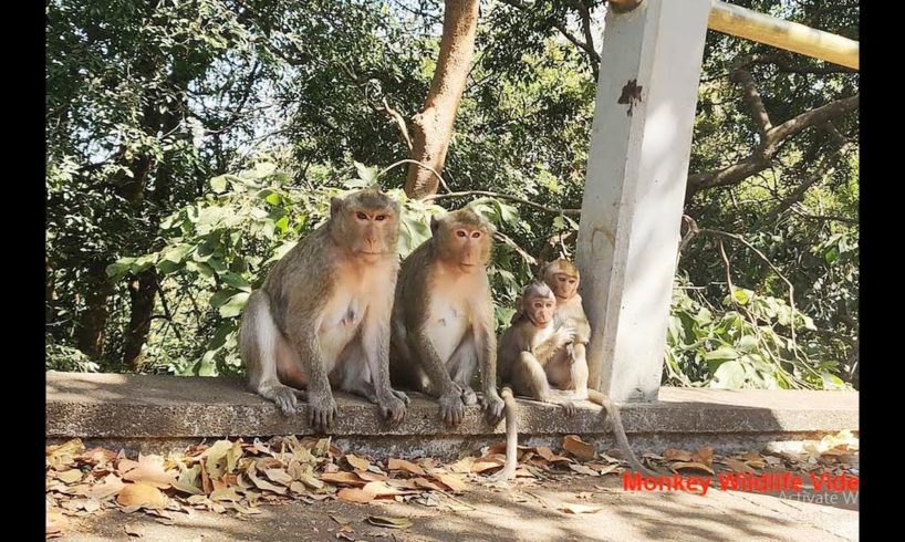 Afternoon Monkeys Activity | Monkey Wildlife Video