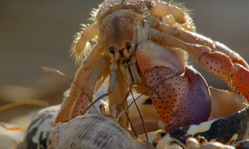 Amazing Crabs Shell Exchange | Life Story | BBC Earth