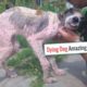Amazing Transformation Of Starving Dog After Rescued From A Dying Dog To A Beautiful Girl