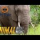 An Elephant Smack Down | Animal Fight Night