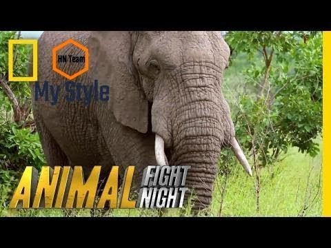 An Elephant Smack Down | Animal Fight Night