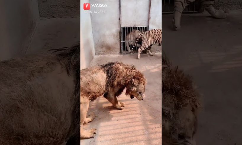 Angry tiger ?Vs animals fight⚠️?