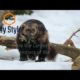 Animal Fight Club Season 1: Episode 14: Wolverine Vs Grizzly Bear