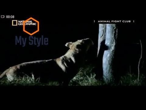 Animal Fight Hindi Documentary p1