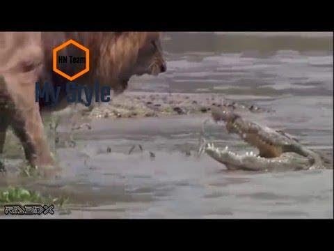 Animal Fight Night: Lion vs. Crocodile
