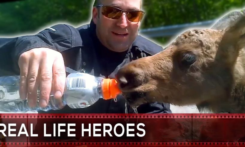 Animal Rescue Compilation 7 REAL LIFE HEROES