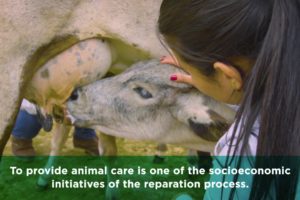 Animal Rescue: about the activities involving the shelter and care of rescued animals