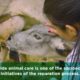 Animal Rescue: about the activities involving the shelter and care of rescued animals