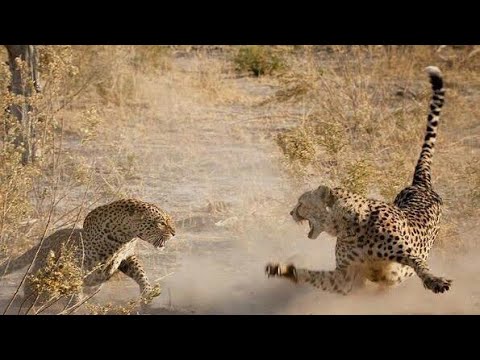 Animal fighting #cheeta
