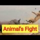 Animals Fight