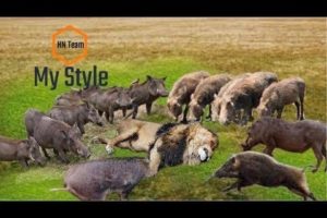 Animals Fight Wild-boar vs Lion | Amazing Lion Attack Family Warthog in South America