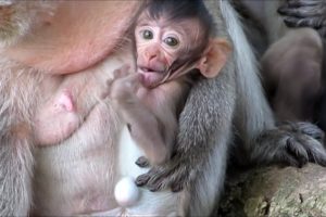Animals Monkey, Watch family sika playing so happy | sika and sok playing with mother