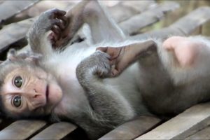 ?Animals Monkeys?Watch monkey sleeping and playing today so happy