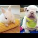 Animals SOO Cute! Cutest baby animals Videos Compilation cutest moment of the animals #1