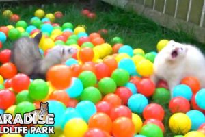 Animals playing in a BALL PIT! - Paradise Wildlife Park