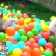 Animals playing in a BALL PIT! - Paradise Wildlife Park