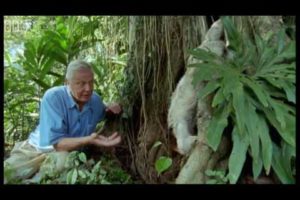 Attenborough: Saying Boo to a Sloth! | BBC Earth