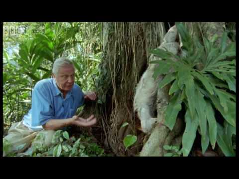 Attenborough: Saying Boo to a Sloth! | BBC Earth