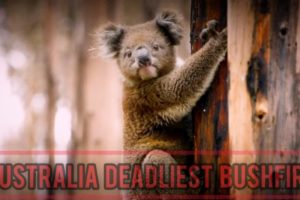 Australia Bush Fire | Koala And Many More Animals Rescue From Australian Bush Fire