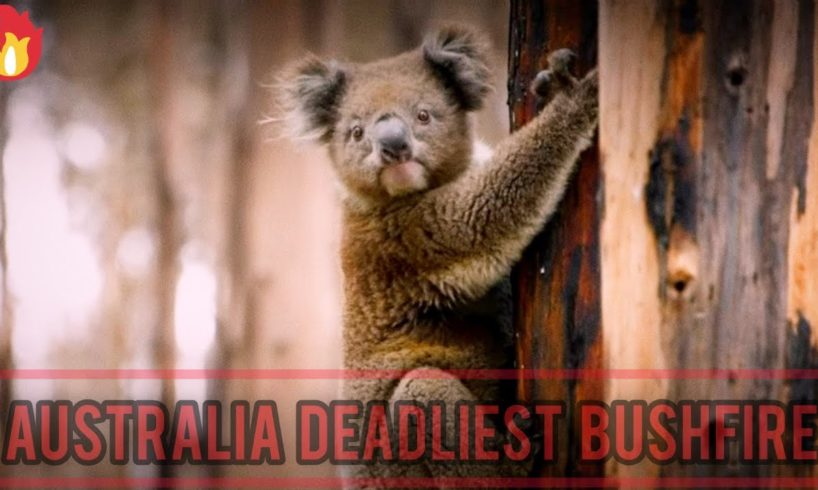 Australia Bush Fire | Koala And Many More Animals Rescue From Australian Bush Fire