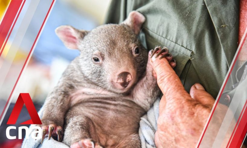 Australia bushfires: Wombats find refuge in rescue home