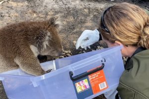 Australia fires: Helping animals in crisis