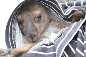 Australia fires: Rescuing animals in need