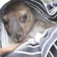 Australia fires: Rescuing animals in need