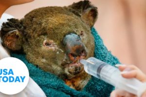 Australia wildfires: 480 million animals believed dead | USA TODAY