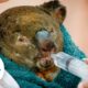 Australia wildfires: 480 million animals believed dead | USA TODAY