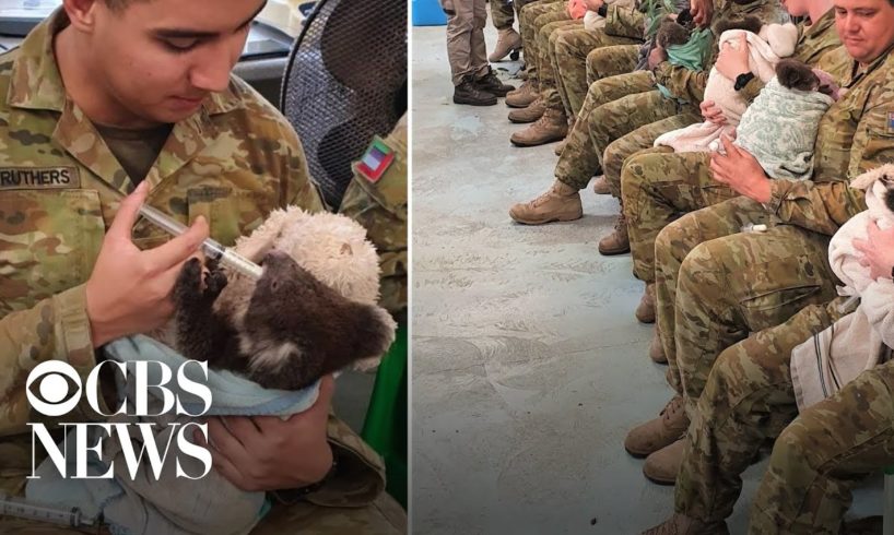 Australian soldiers spend their downtime caring for rescued koalas