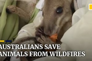 Australian wildfires: more than 1 billion animals affected as locals battle blazes to rescue wildlif