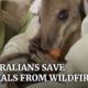 Australian wildfires: more than 1 billion animals affected as locals battle blazes to rescue wildlif