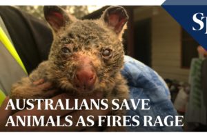Australians save animals as fires rage