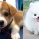 Aww Cutest Puppies - Funny And Cute Dog Compilation | SUPERDOG #9