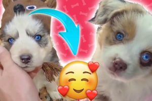 Aww ? Funny And Cute Puppies Compilation #01 ? | Cutest Dogs 2020