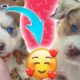 Aww ? Funny And Cute Puppies Compilation #01 ? | Cutest Dogs 2020