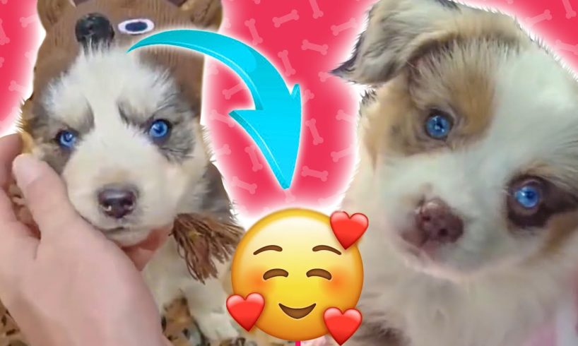 Aww ? Funny And Cute Puppies Compilation #01 ? | Cutest Dogs 2020