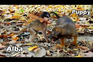 BABY MONKEY ALBA MET NEW FRIEND CUTE PUPPIES, BABY MONKEY PLAY HAPPILY WITH PUPPY