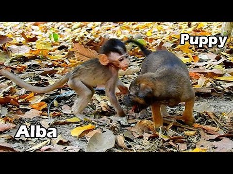 BABY MONKEY ALBA MET NEW FRIEND CUTE PUPPIES, BABY MONKEY PLAY HAPPILY WITH PUPPY