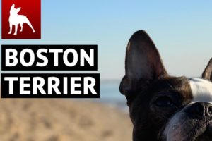 BEST Boston Terrier Dogs Compilation ?? (Funny Dogs & Cute Puppies You MUST SEE)